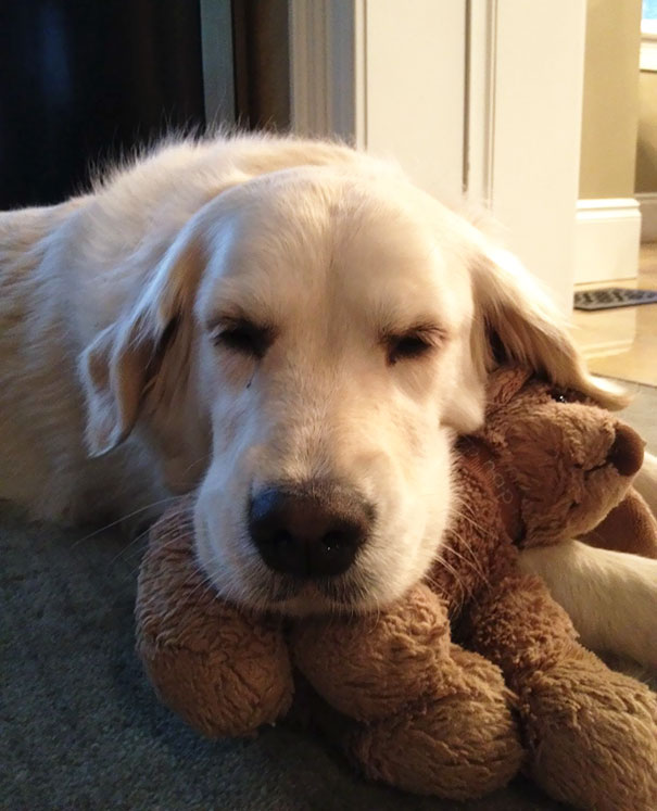 She Can't Sleep Without Her Teddy Bear