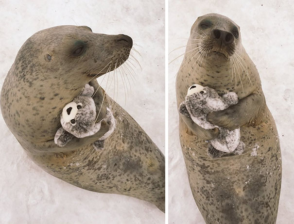 This Adorable Seal Got A Special Present From The Zoo Staff And Couldn't Stop Cuddling With It