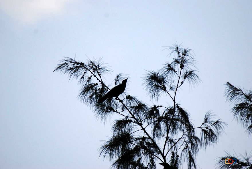 Birds And The Concrete Birds And The Concrete