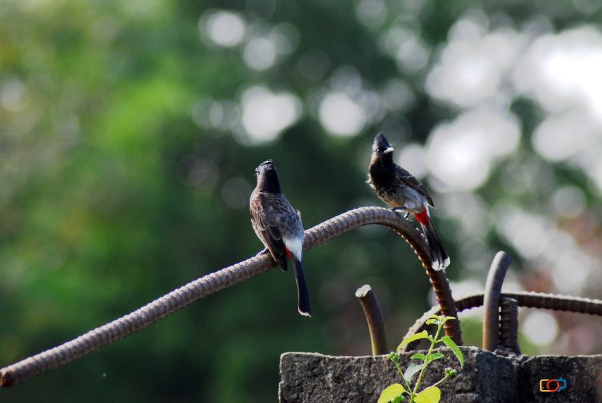 Birds And The Concrete Birds And The Concrete