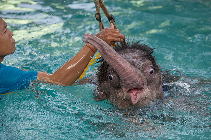 Baby elephant trying to swim