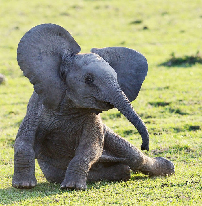 Baby elephant chilling on the grass