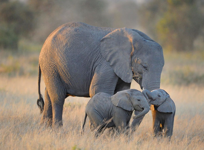 Mother elephant and her babies