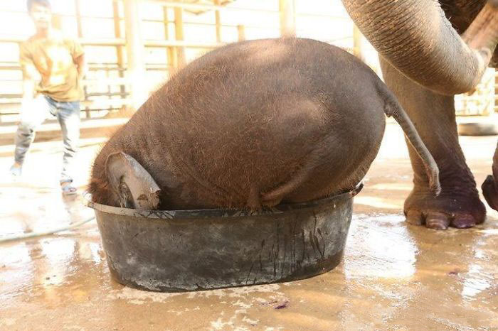 Baby elephant hiding into the bowl