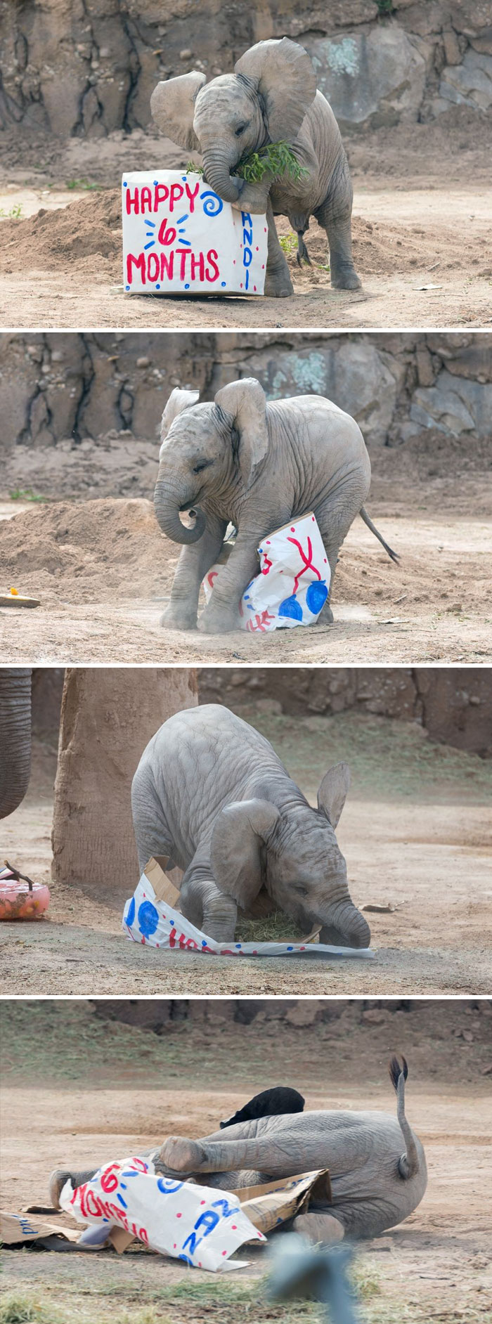 Baby elephant celebrating 6 month birthday