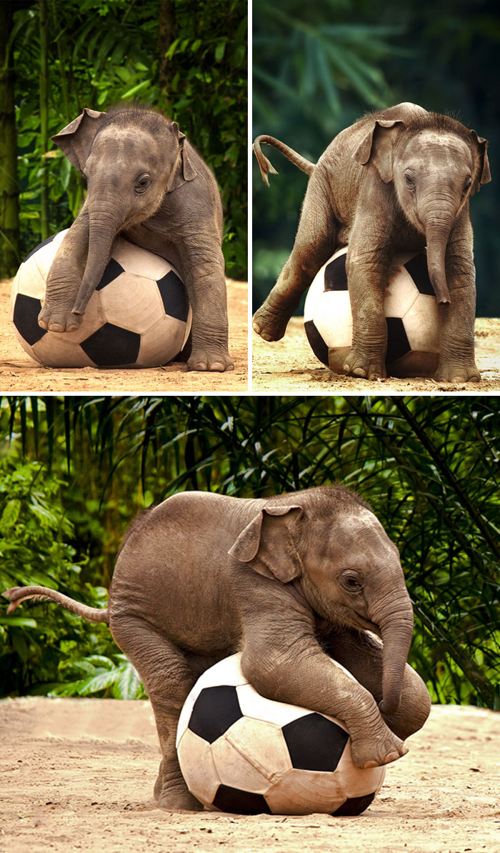 Baby elephant playing with football ball
