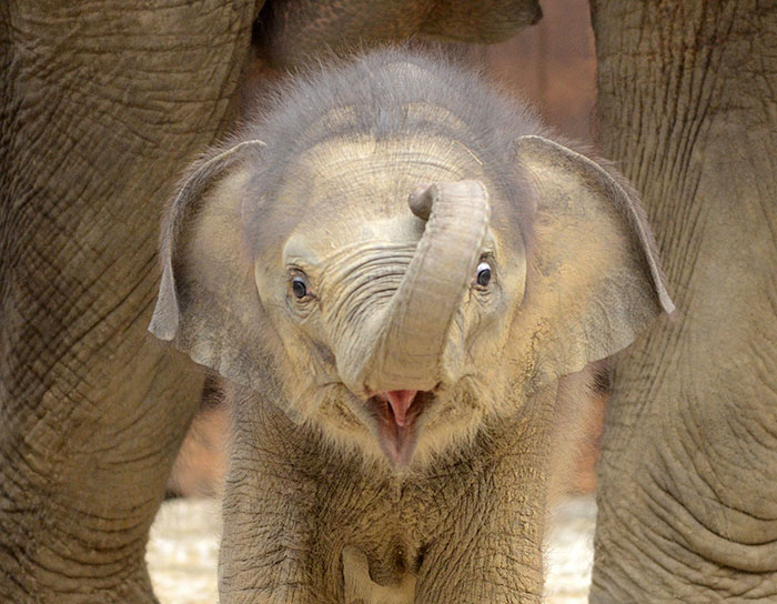 Newborn elephant with mouse open