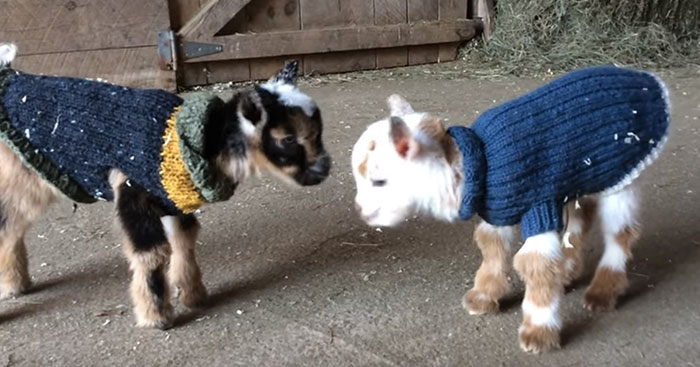1-Day-Old Baby Goats Learning To Jump Is The Cutest Thing You’ll See Today