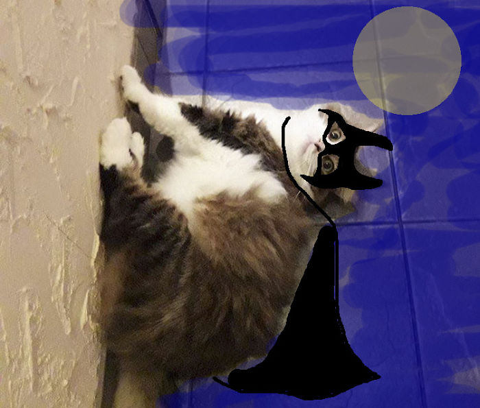 Bat Cat