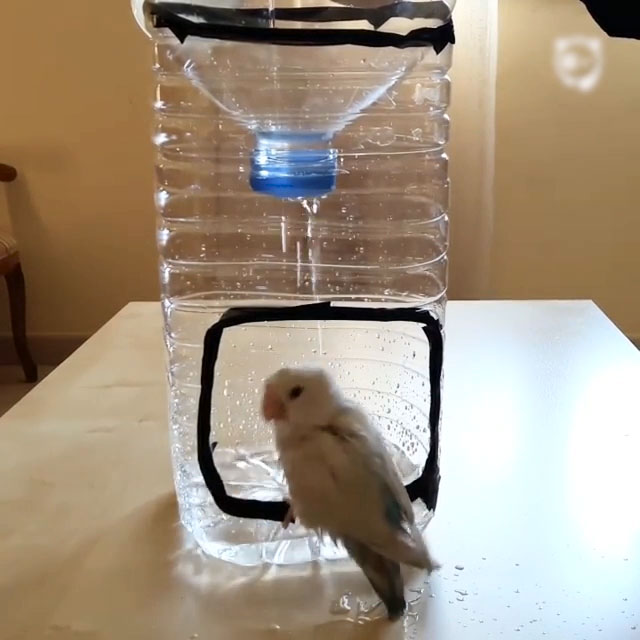How To Make A Bird Shower
