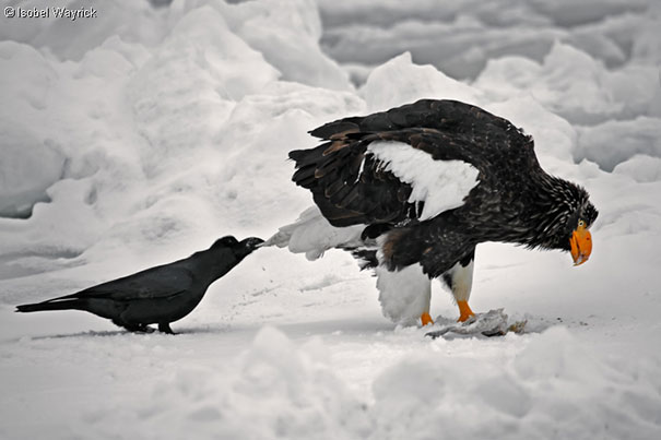 Crow Pulling The Tail Feather Of An Eagle To Distract It From The Fish It Is Eating