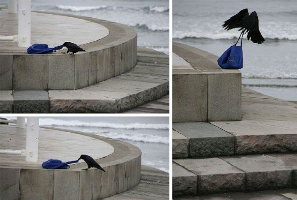 I'm A Simple Crow: I See A Bag Unattended - I Take It