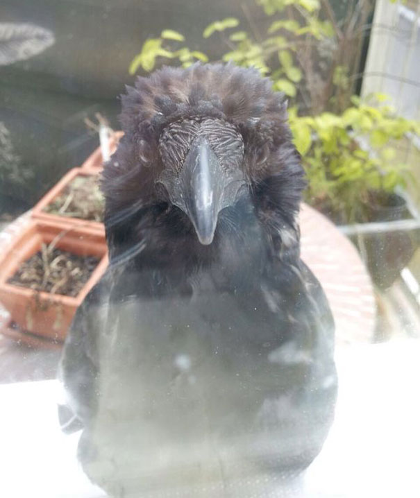 There Is A Raven In Front Of My Kitchen. He Just Sits There, Stares At Me And Doesn't Give A F*ck