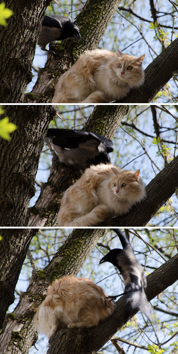 Cats Don't Belong In Trees According To This Crow And He's Going To Fix It