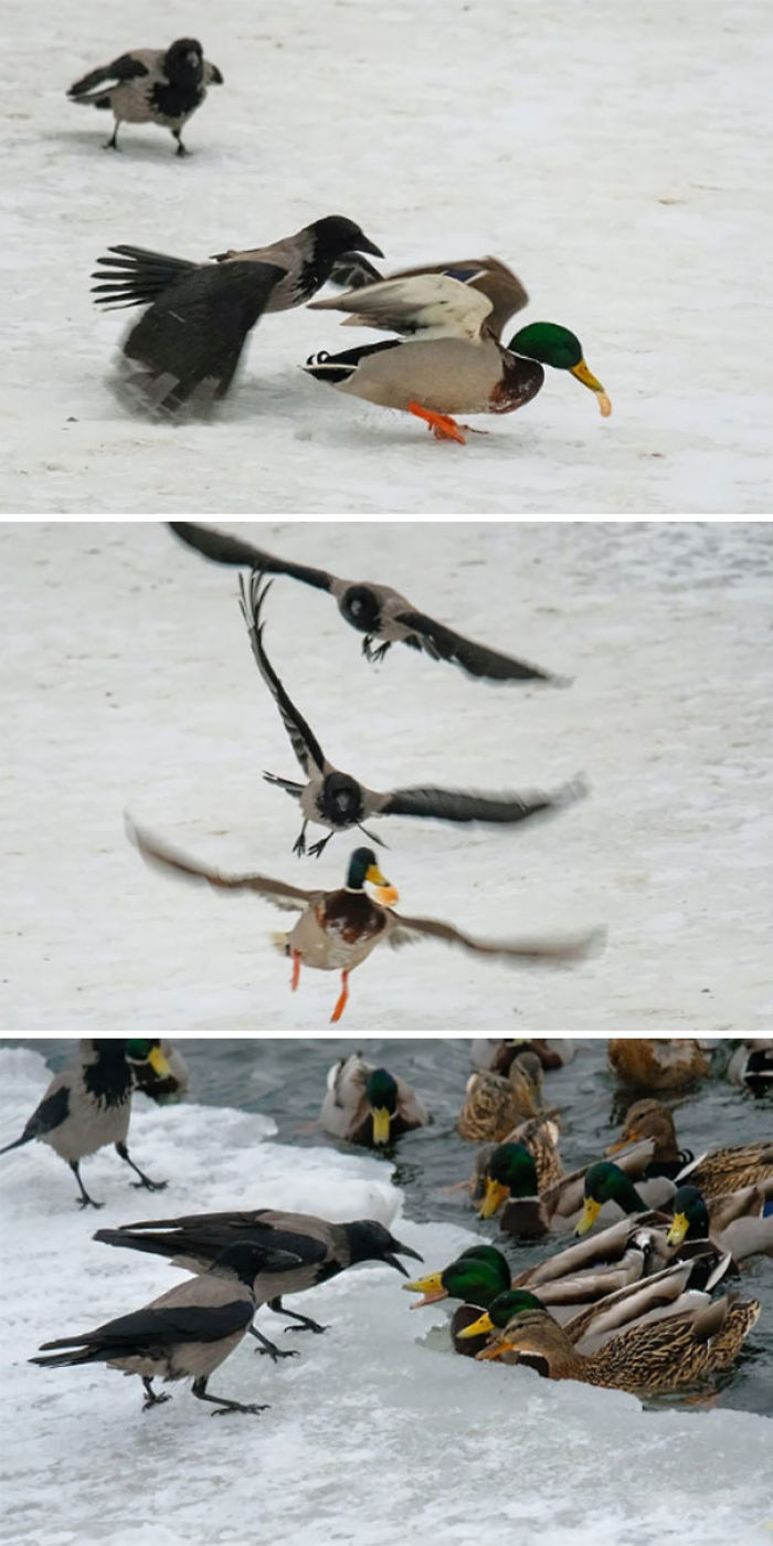 Patos vs cuervos