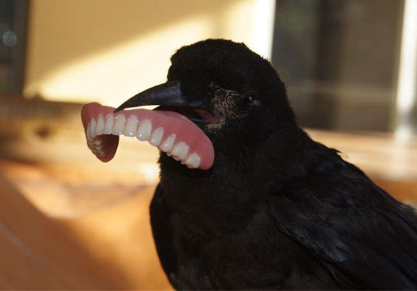 Man Saves Crow's Life, Crow Steals Man's Teeth. He Stole His Heart. Then, His Smile.
