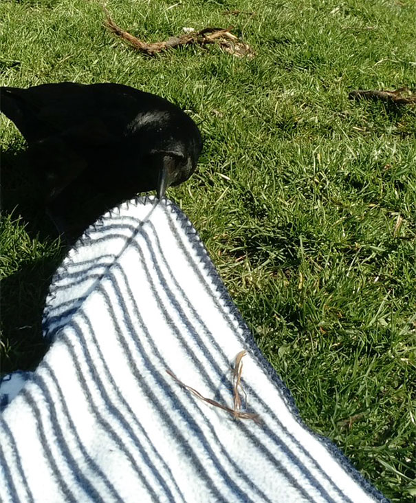 Yesterday A Crow Tried To Steal My Picnic Blanket And I Didn't Really Say Anything