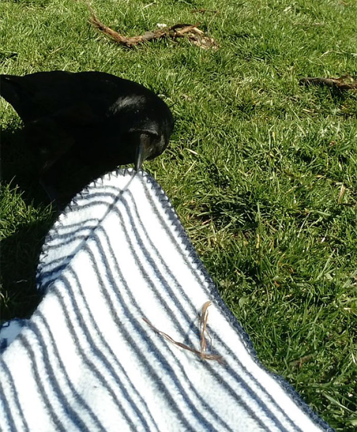 Intentó robar la manta del picnic
