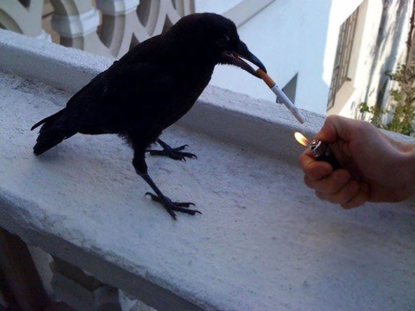 Bad Ass Crow