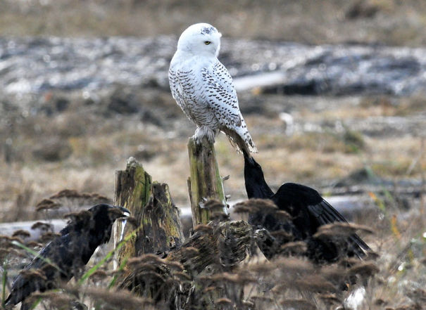 Harassing This Snowy Owl