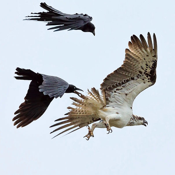 Australian Ravens And Eastern Osprey. Image Says It All