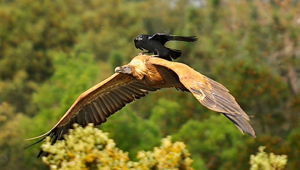 A Crow Hitches A Ride On The Back Of A Vulture