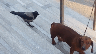 Crow Picking On A Wiener