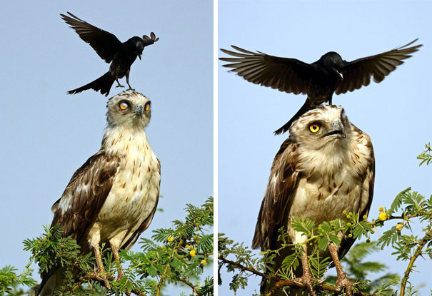 Crow Bothering Eagle
