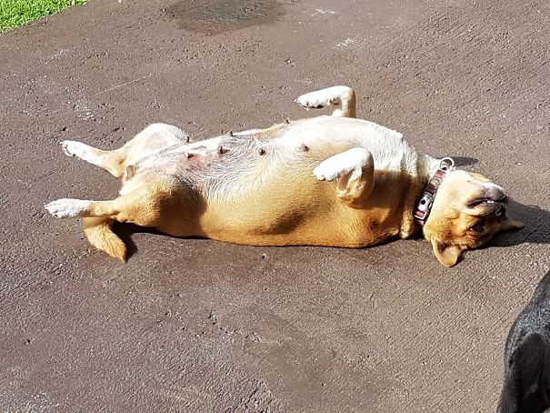 Kids Said The Dog Is Getting A Tan On Her Belly🤣