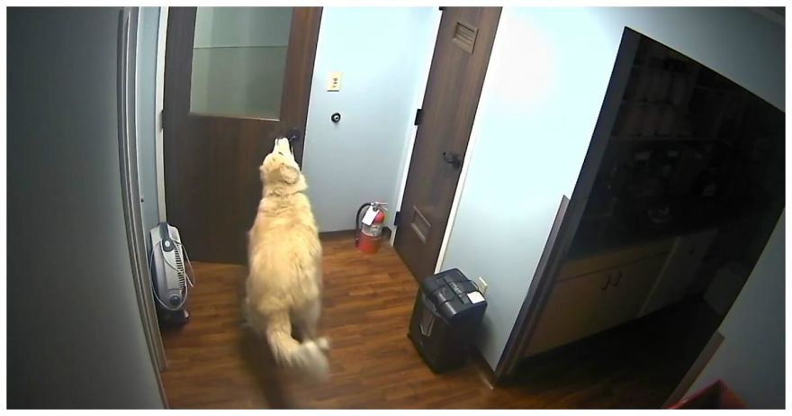 Forward To Freedom! Clever Dog Escaped From The Animal Clinic.