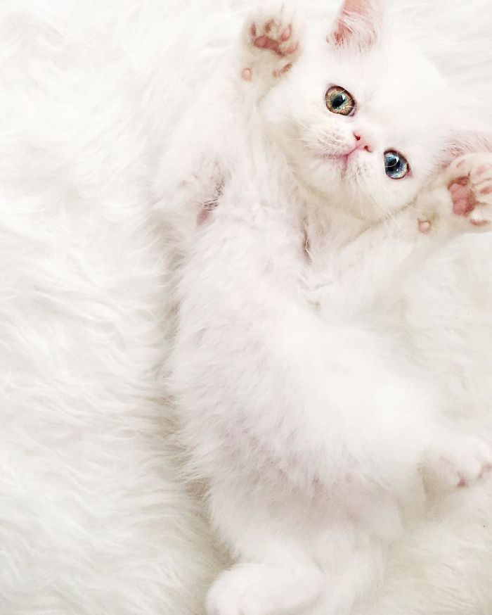 Meet Pam Pam, A Tiny Kitty With Heterochromia Whose Eyes Will Hypnotize You