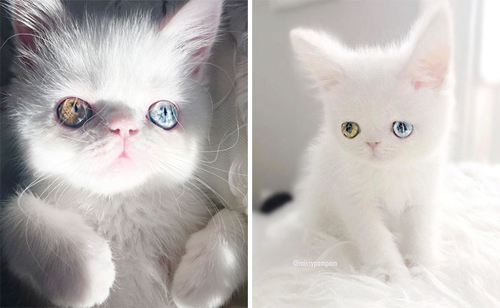 Meet Pam Pam, A Tiny Kitty With Heterochromia Whose Eyes Will Hypnotize You