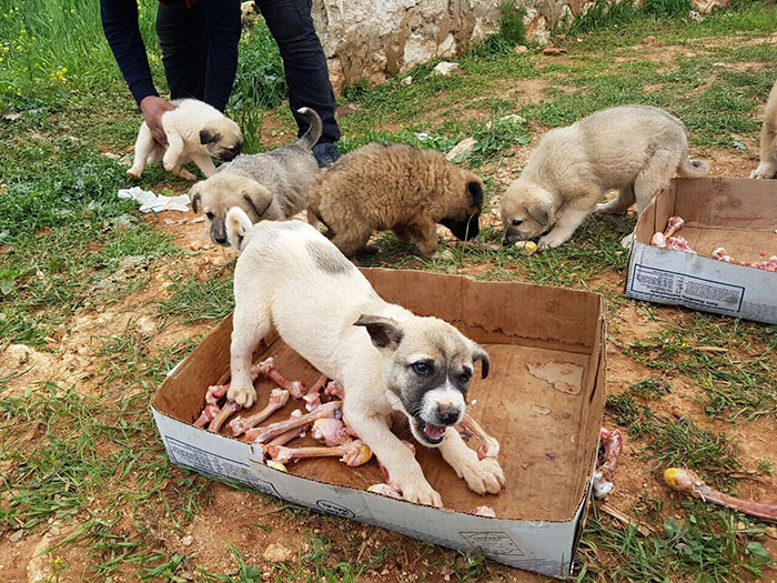 cat-man-aleppo-rescues-dog-puppies-syria-18