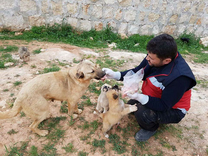 cat-man-aleppo-rescues-dog-puppies-syria-21