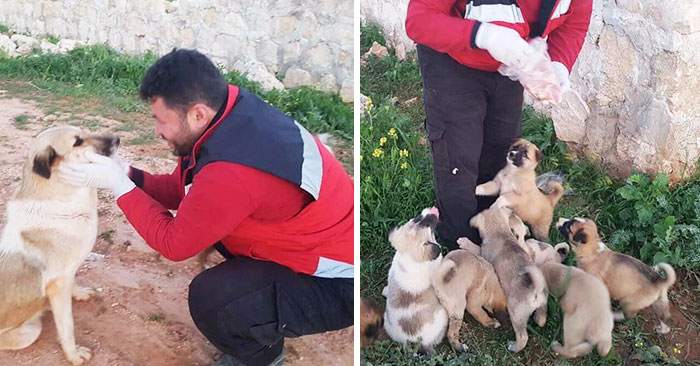 Dog Abandoned With Her 15 Puppies Finds The Best Person To Help Them