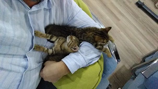 Cats In Arm..