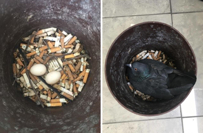 Pigeon Found The Best Place For Laying Eggs