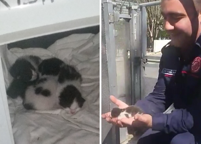 Rescued Kittens From Bird’s Nest