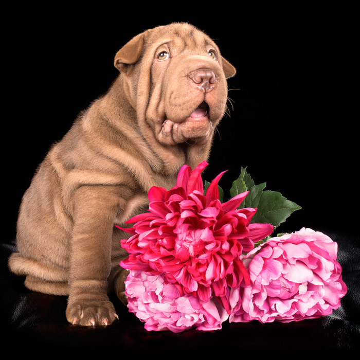 Taking Pet Photography Into The Studio