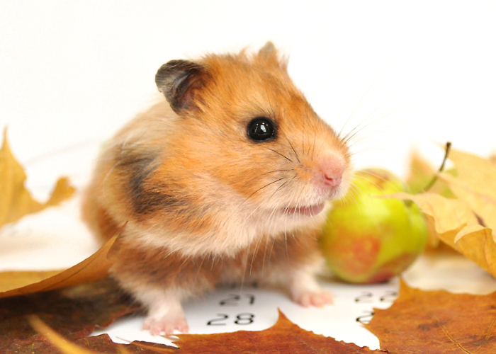 Why We Love Our Corporate Hamster
