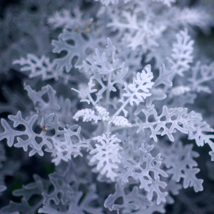 I Like To Focus On Natural