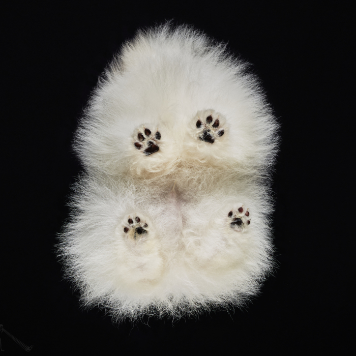 Under-Dogs: I Photograph Dogs From Underneath