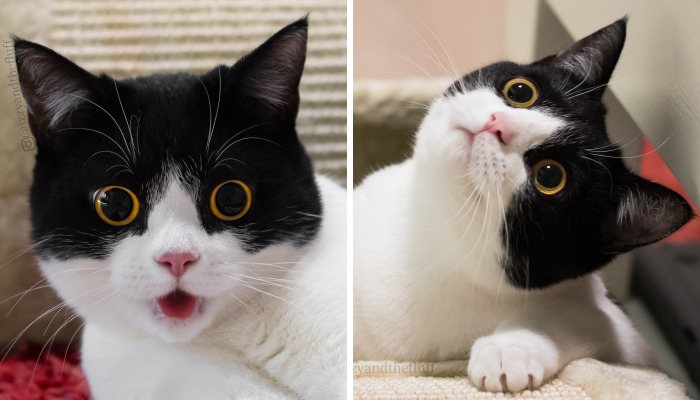 Meet Izzy, The Cat With The Most Expressive Face