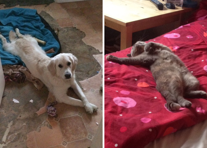 If My Pets Could Talk