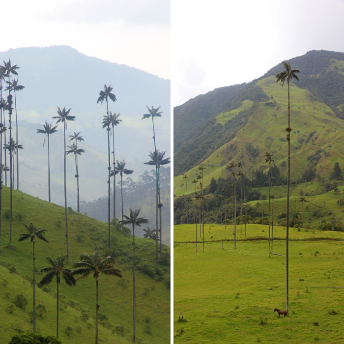 I Went To Colombia And Found These Insanely Tall Palm Trees