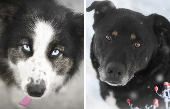 I Photograph Homeless Dogs To Find Their New Homes
