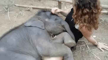 Baby elephant taking a nap