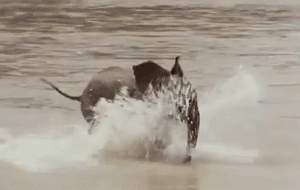 Baby elephant running through the water