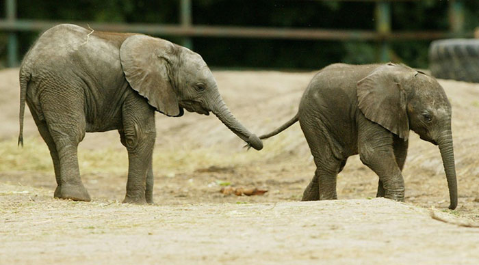 Baby elephant playing with other elephant tail