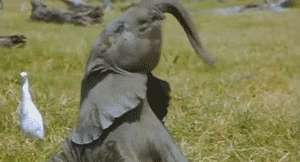 Baby ekephant playing with trunk
